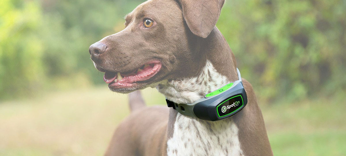 SpotOn Collar